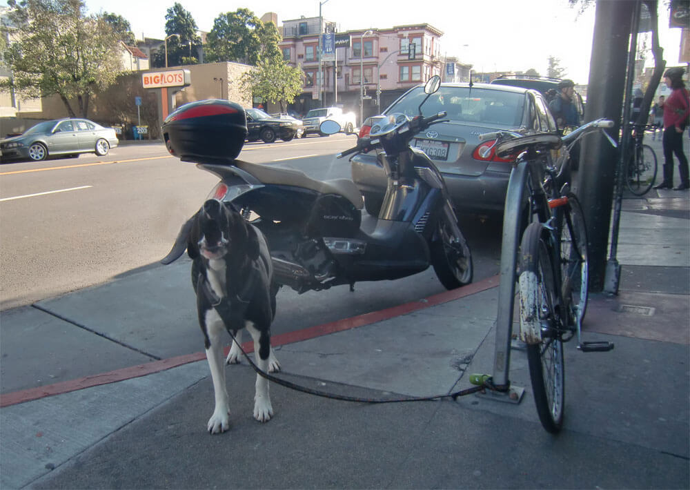 Photo of a dog howling on Misison St, in San Francisco